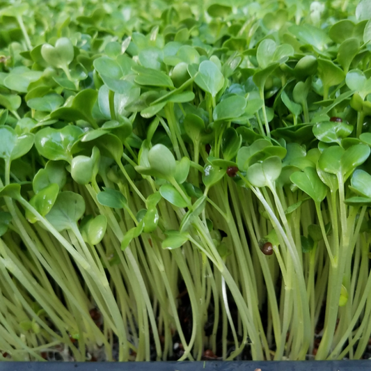 Radish Daikon Microgreens