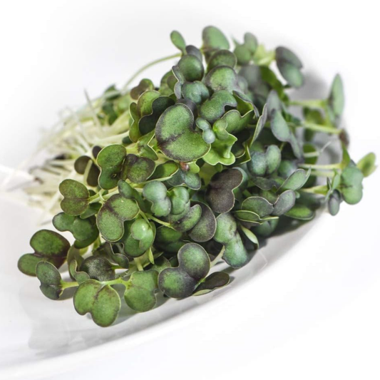 Red Mizuna Microgreens