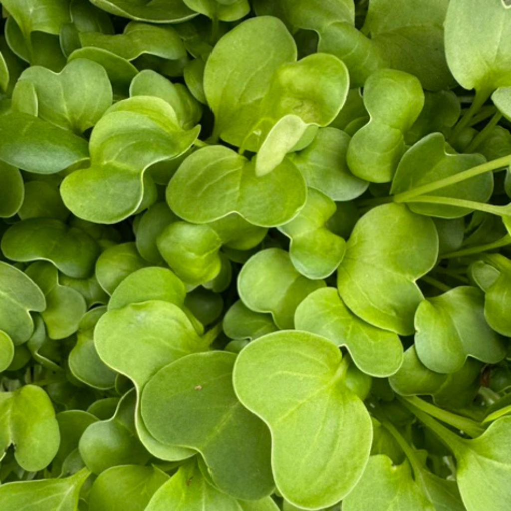 Radish Daikon Microgreens
