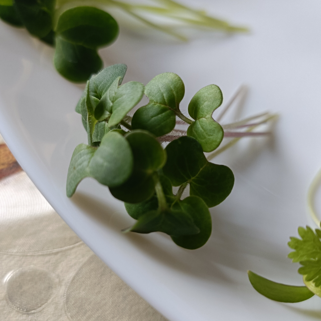 White Mustard Microgreens