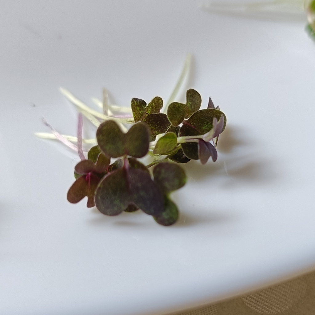 Red Mizuna Microgreens