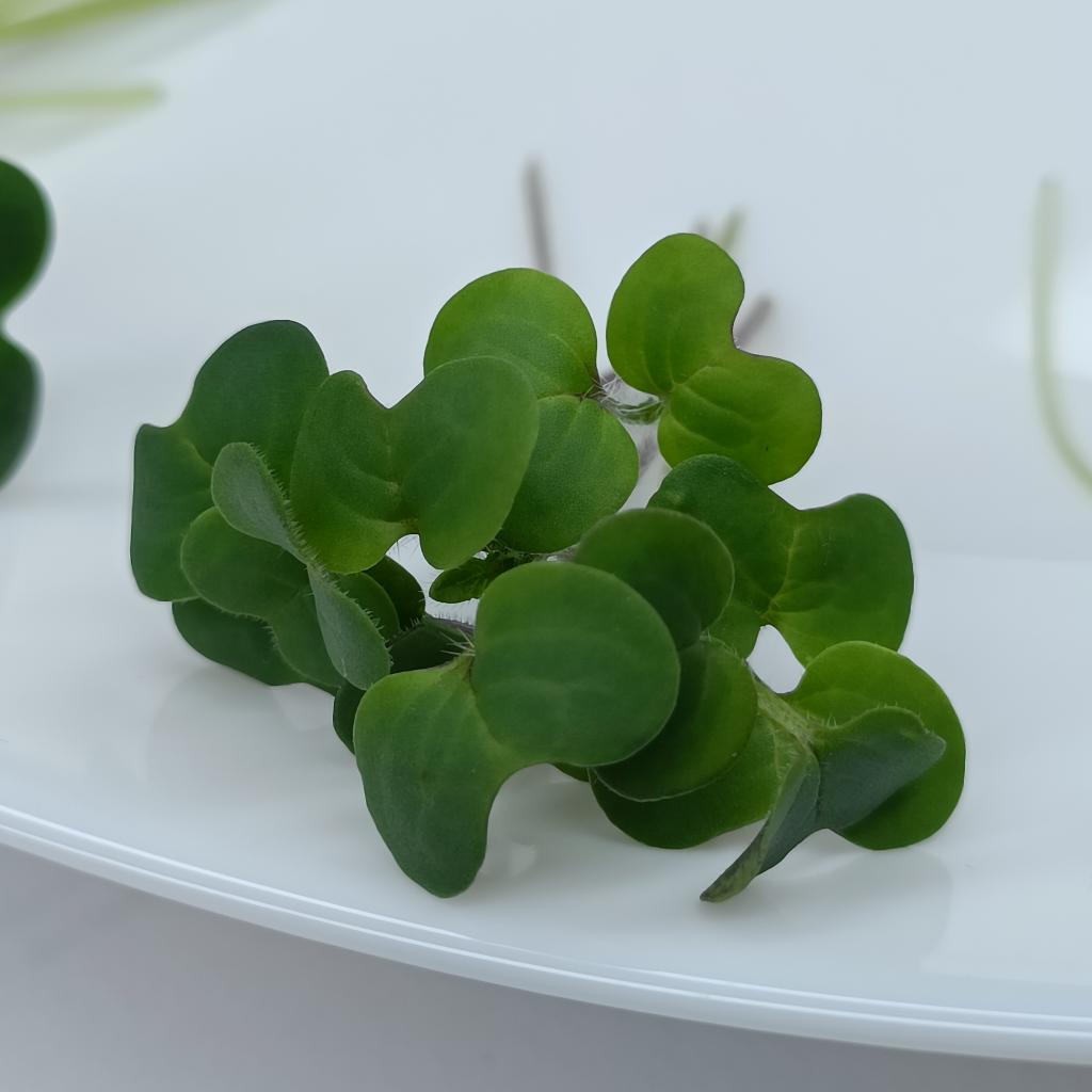 White Mustard Microgreens