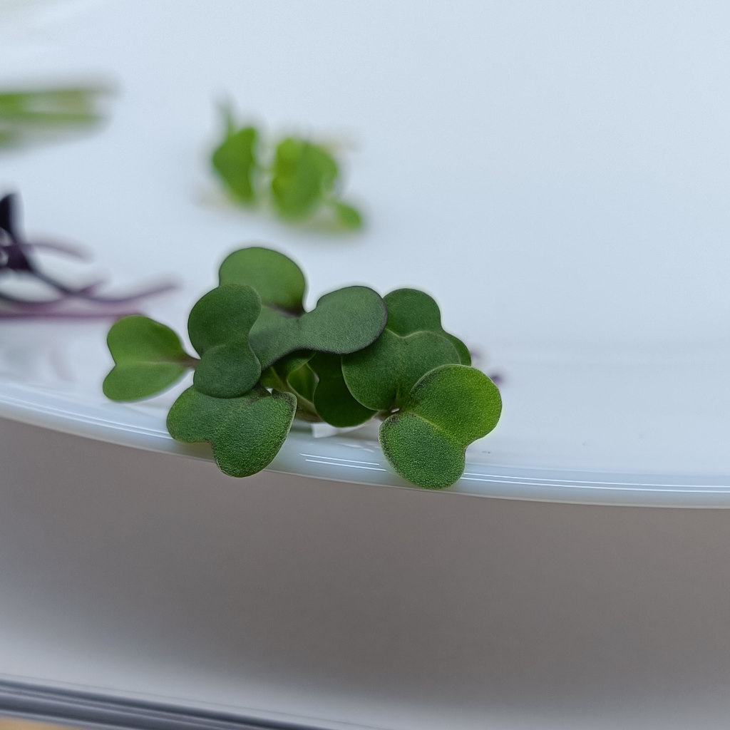 Red Kale Microgreens