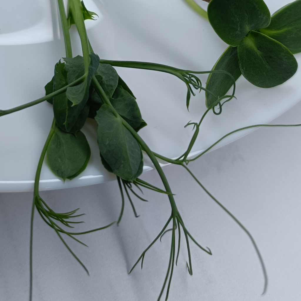 Peashoot Microgreens