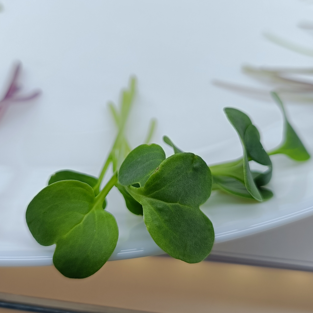 Radish Daikon Microgreens