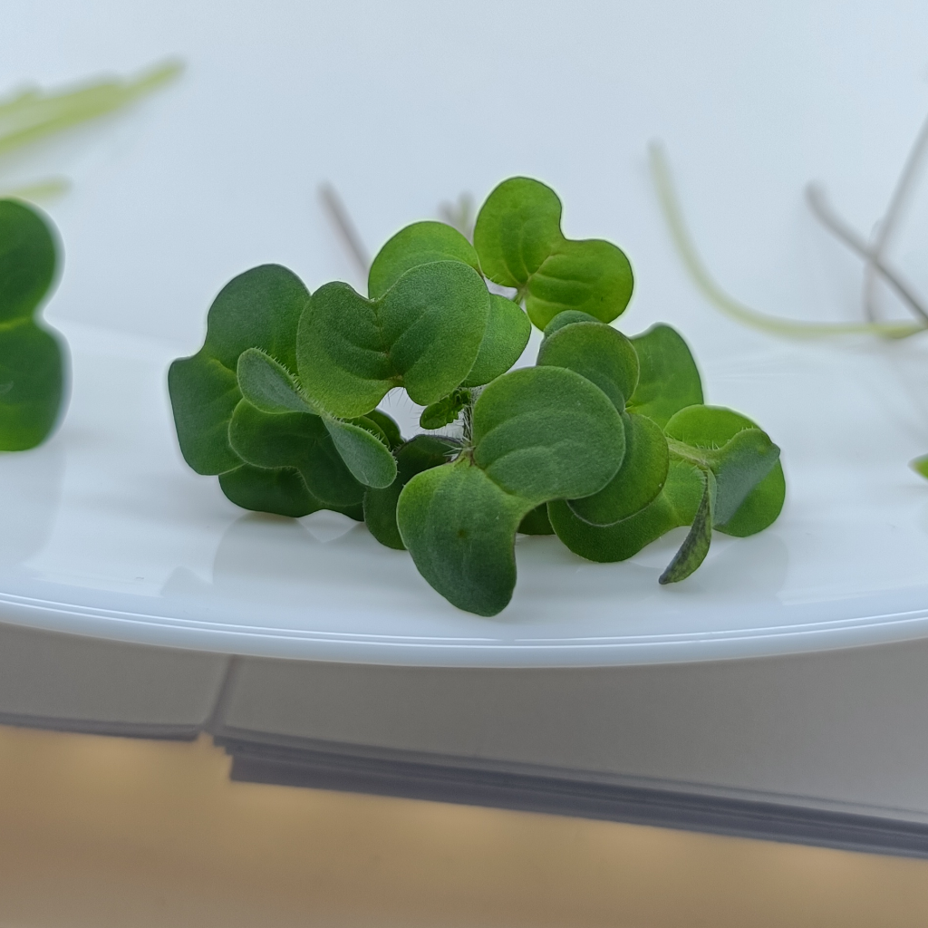 White Mustard Microgreens