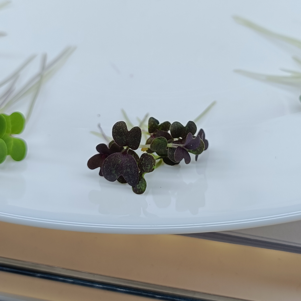 Red Mizuna Microgreens