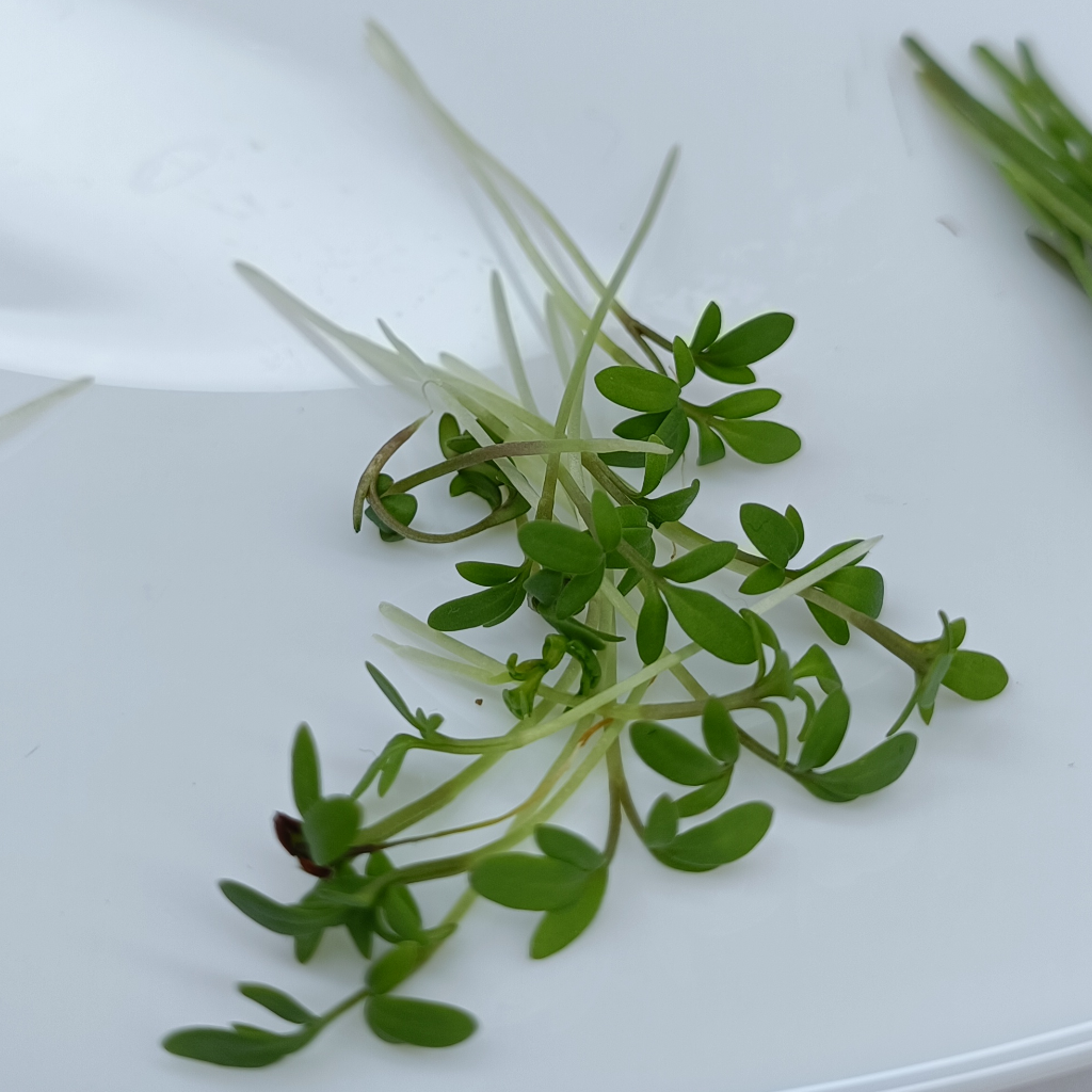 Cress Salad Microgreens