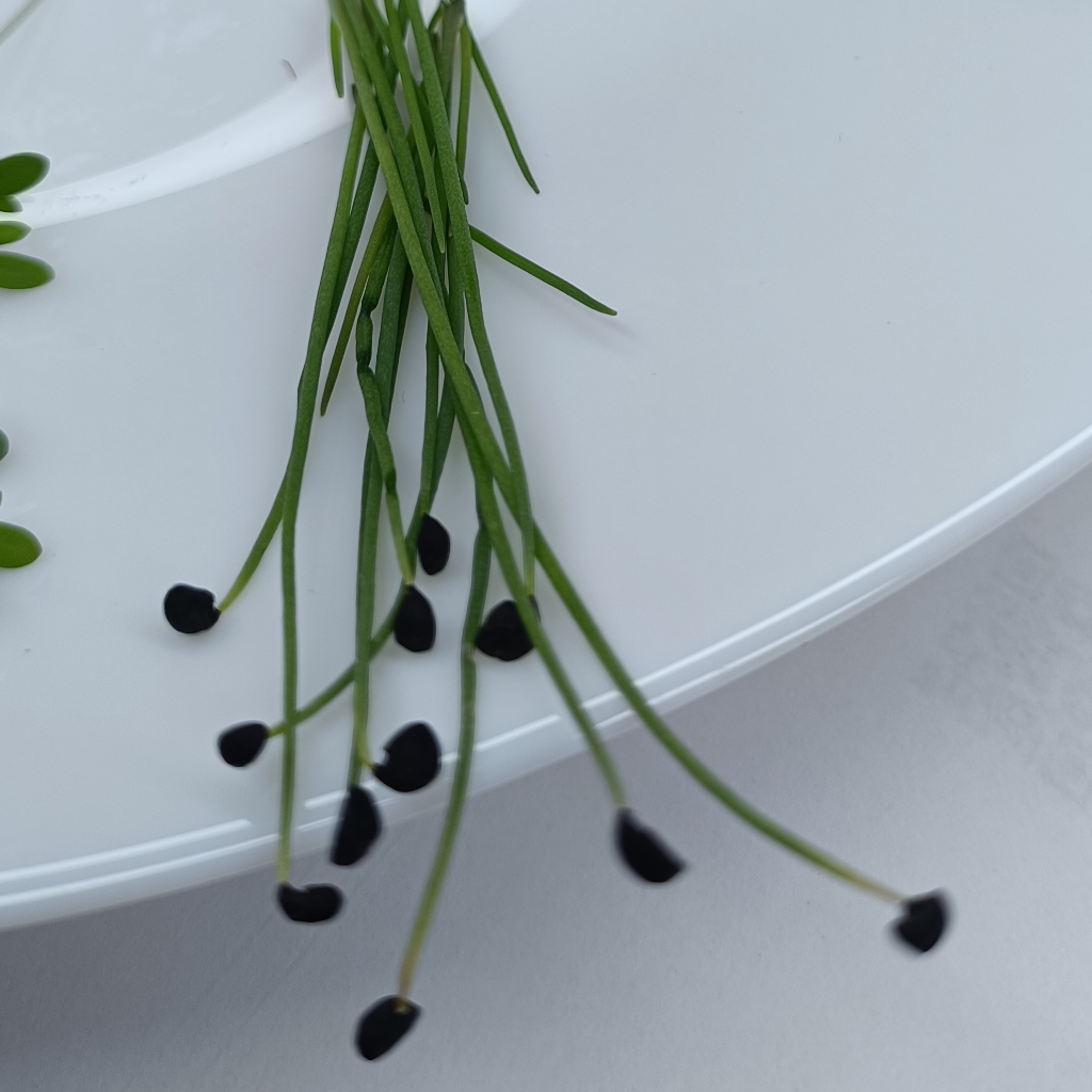 Onion Microgreens