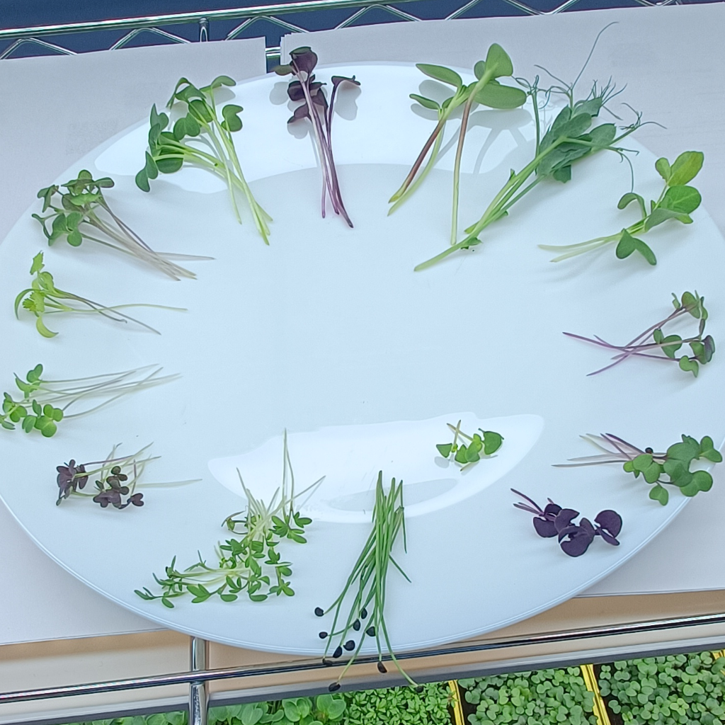 Radish Daikon Microgreens