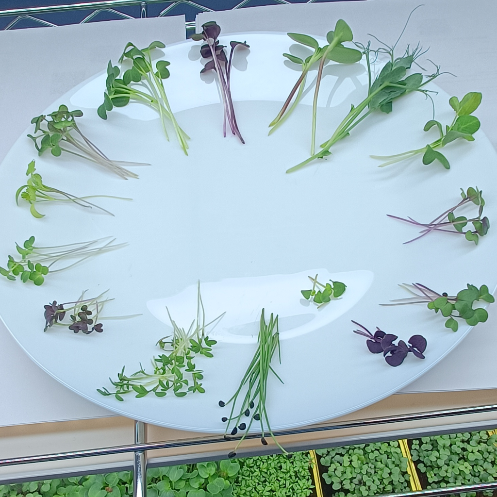Radish Mix Microgreens