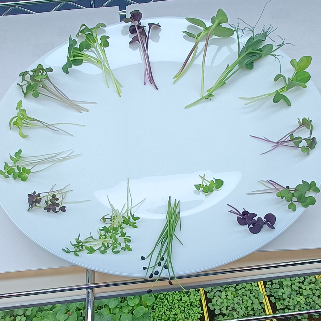 Peashoot Microgreens