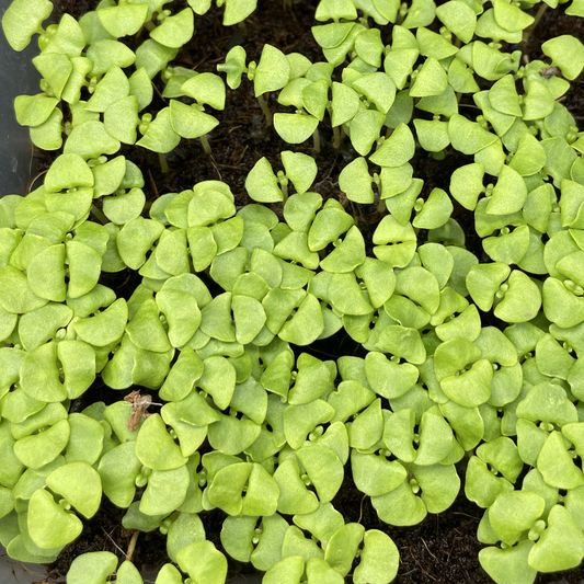 Basil Microgreens