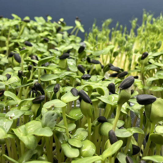 Sunflower Microgreens