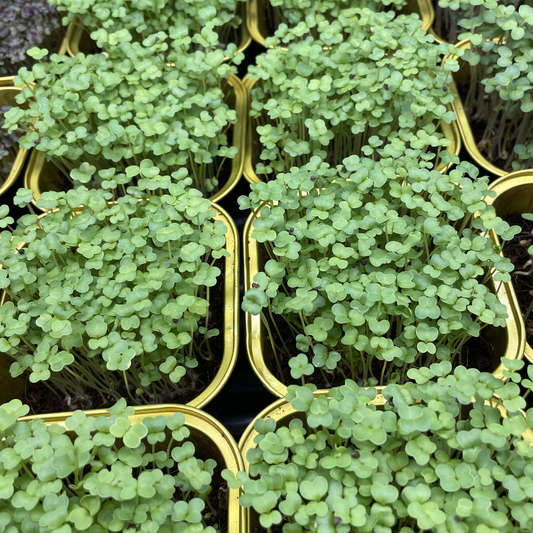 Broccoli Rapini Microgreens