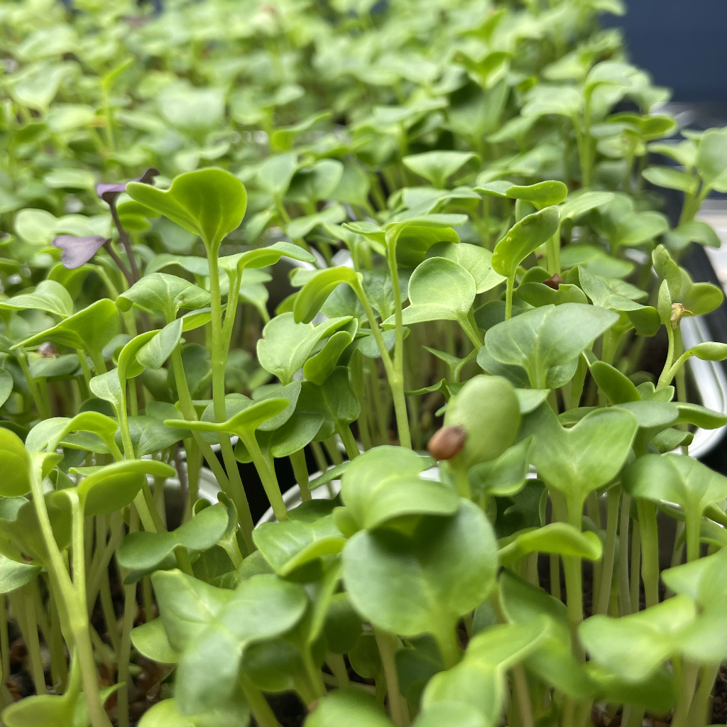 Radish Daikon Microgreens