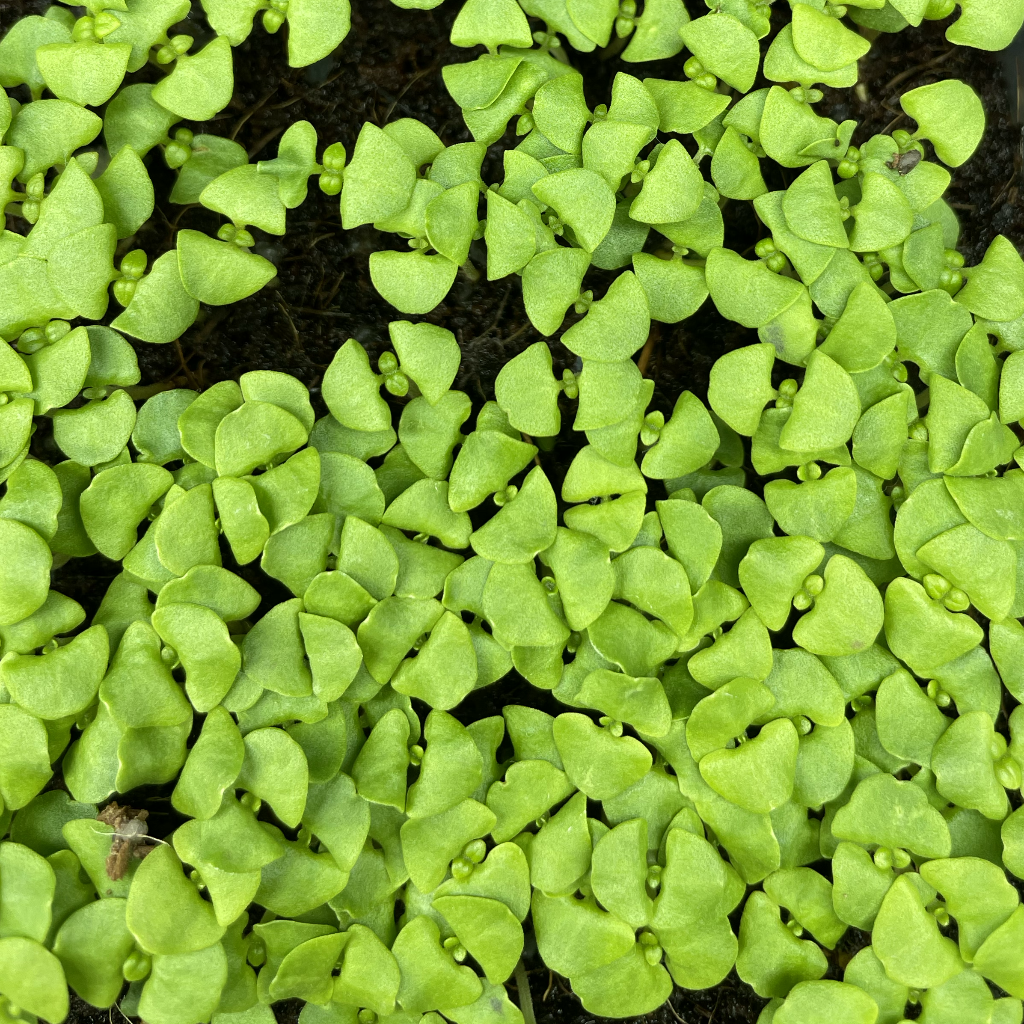 Basil Microgreens
