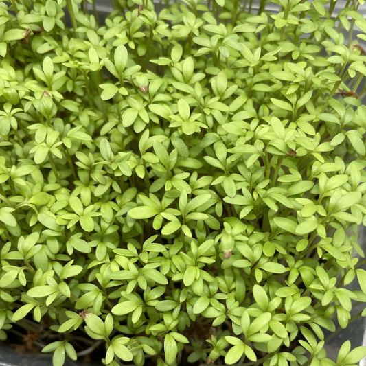 Cress Salad Microgreens
