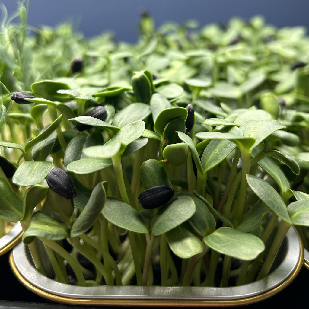Sunflower Microgreens