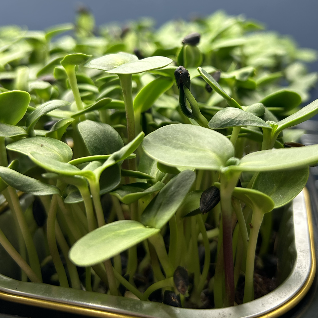 Sunflower Microgreens