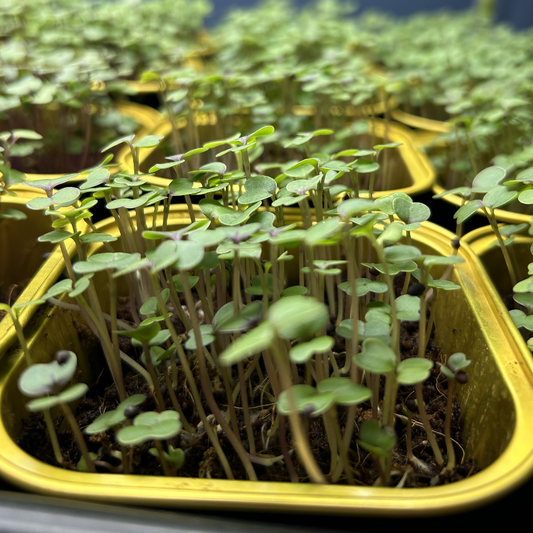 Red Kale Microgreens
