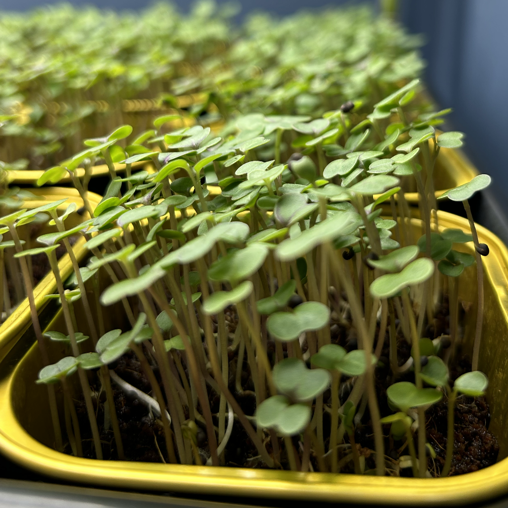 Red Kale Microgreens