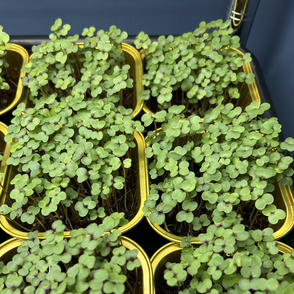 Red Kale Microgreens