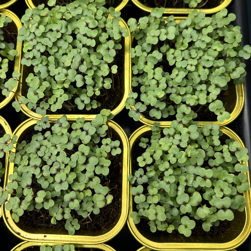 Red Kale Microgreens