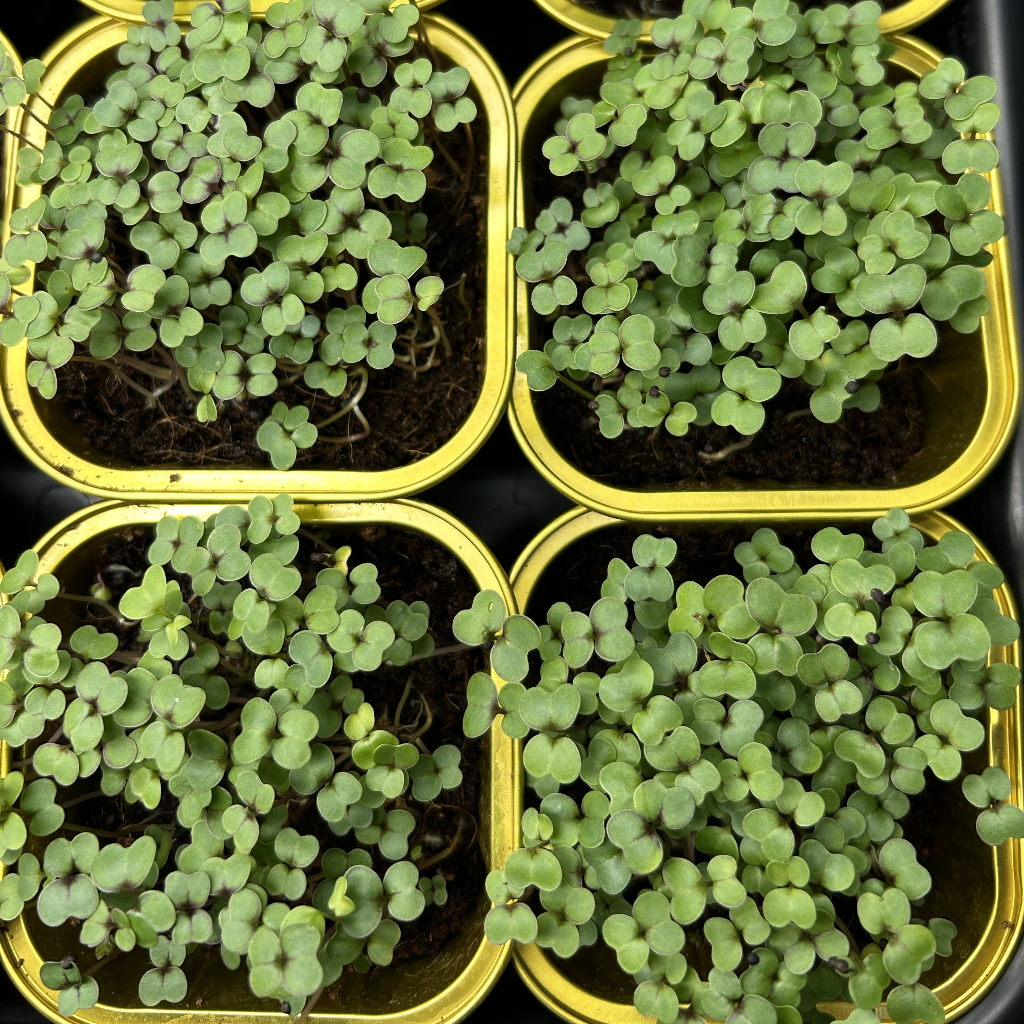 Red Kale Microgreens