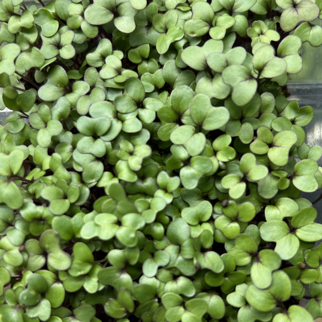 Red Kale Microgreens