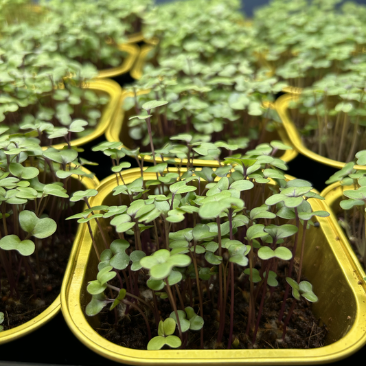 Red Cabbage Microgreens