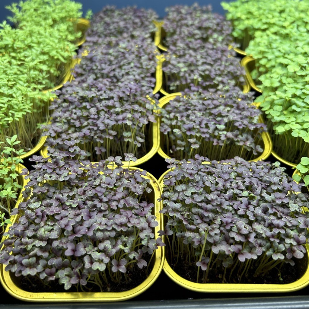 Red Mizuna Microgreens