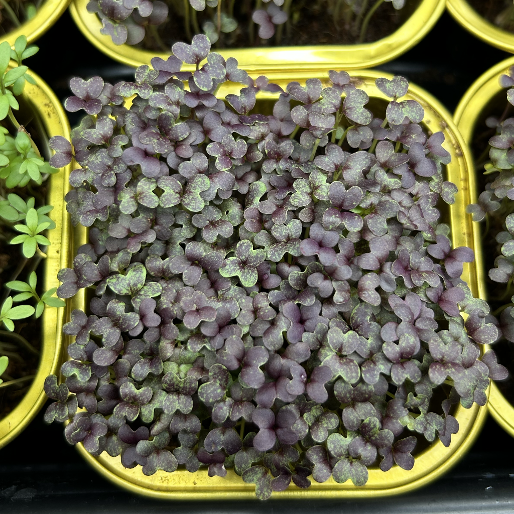 Red Mizuna Microgreens
