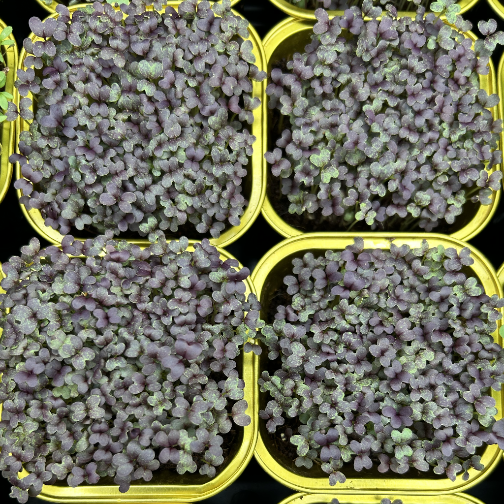 Red Mizuna Microgreens
