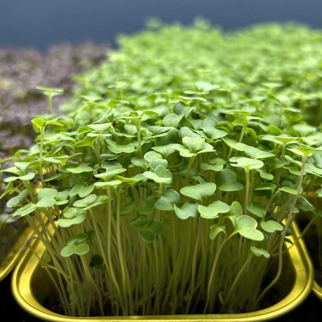 Broccoli Rapini Microgreens