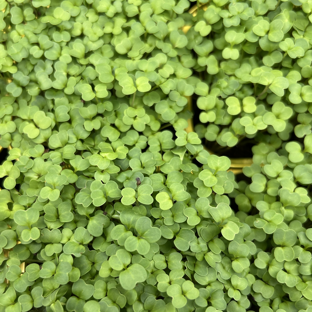 Broccoli Rapini Microgreens