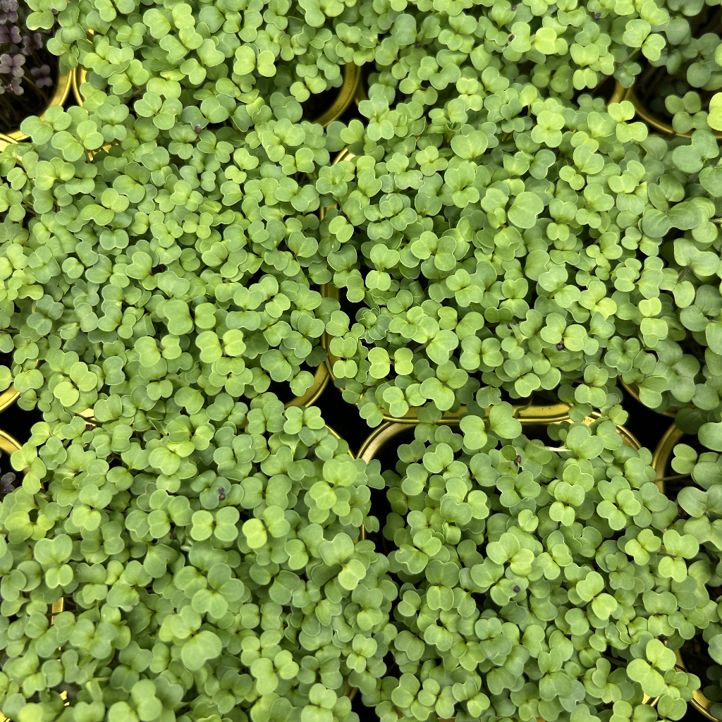 Broccoli Raab Microgreens