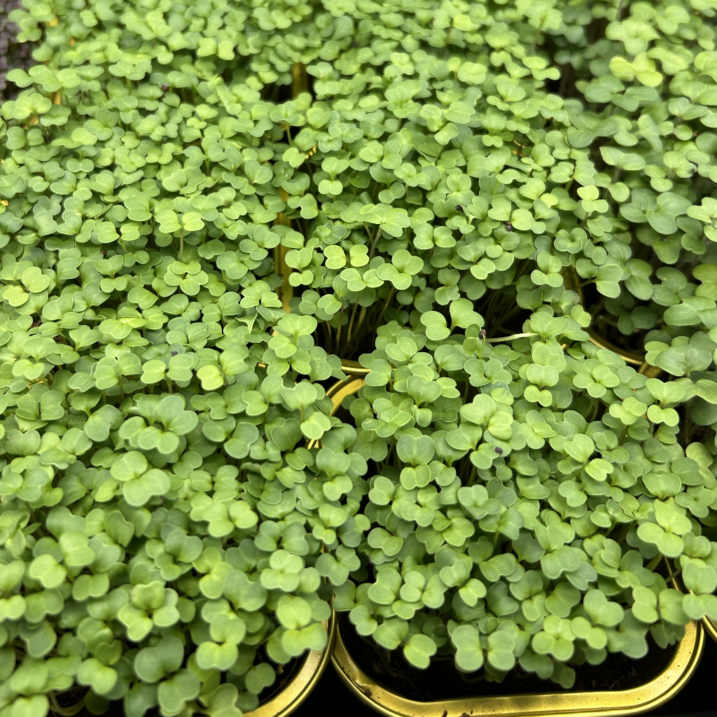Broccoli Rapini Microgreens