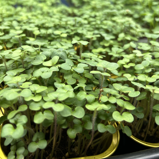 White Mustard Microgreens