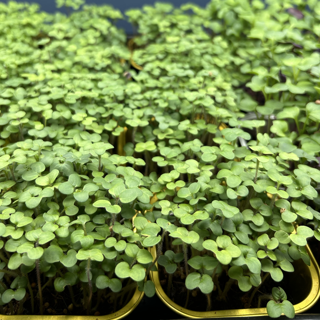 White Mustard Microgreens