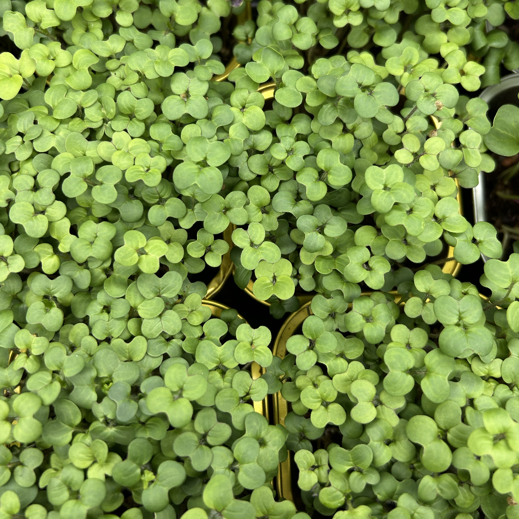 White Mustard Microgreens