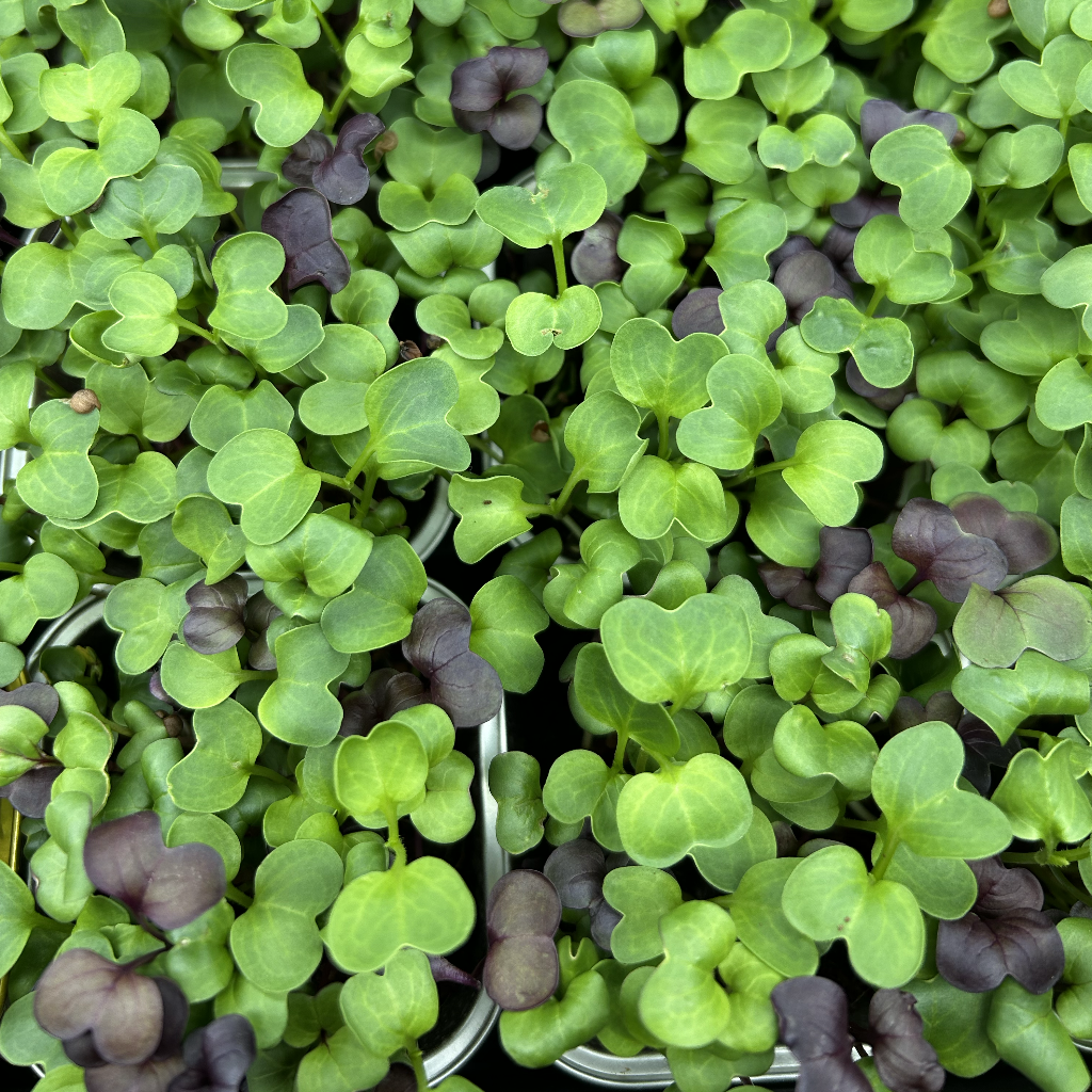 Radish Mix Microgreens