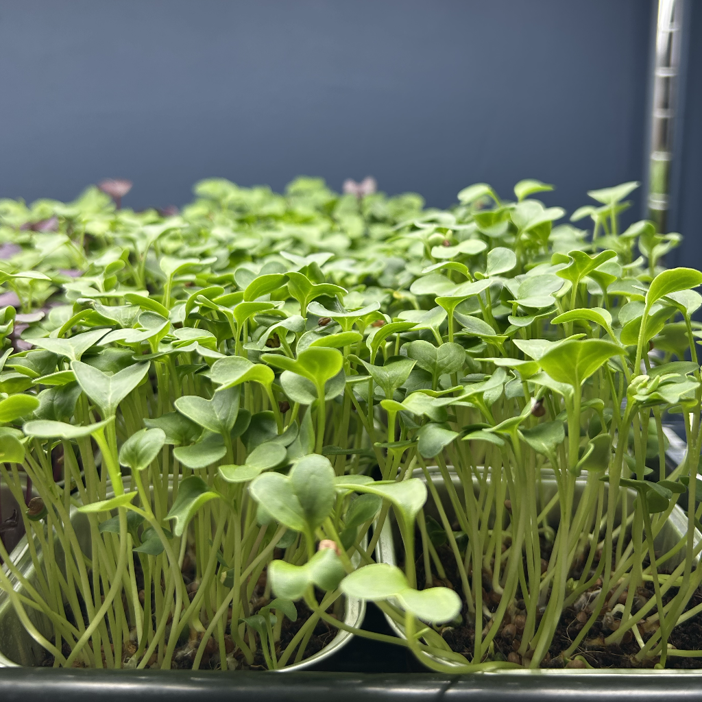 Radish Daikon Microgreens