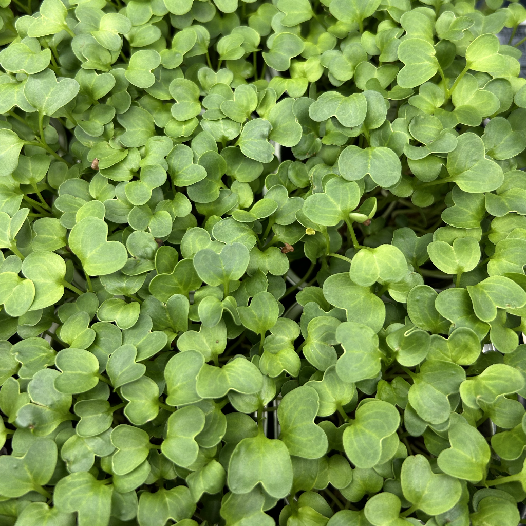 Radish Daikon Microgreens