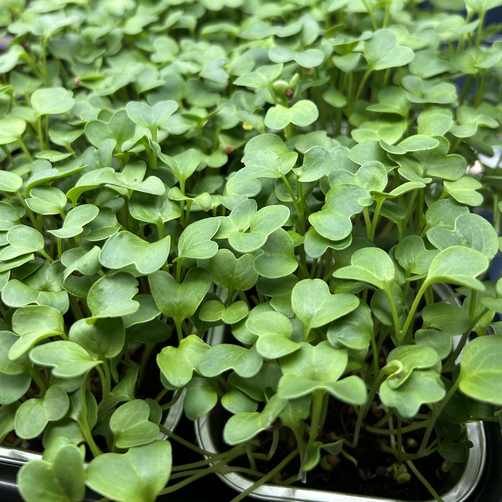 Radish Daikon Microgreens
