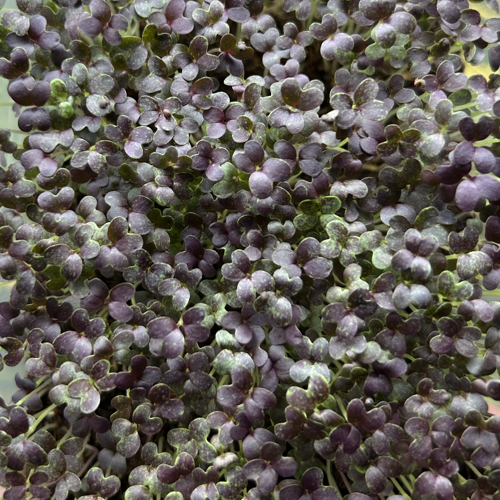 Red Mizuna Microgreens