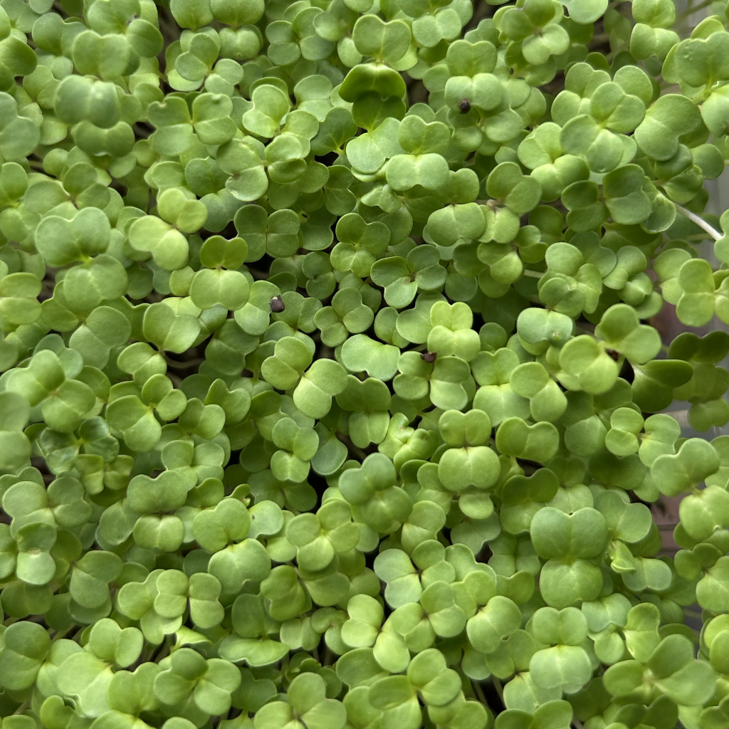 Broccoli Raab Microgreens