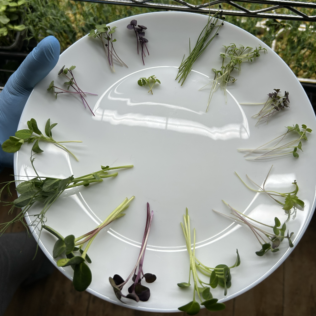Broccoli Raab Microgreens