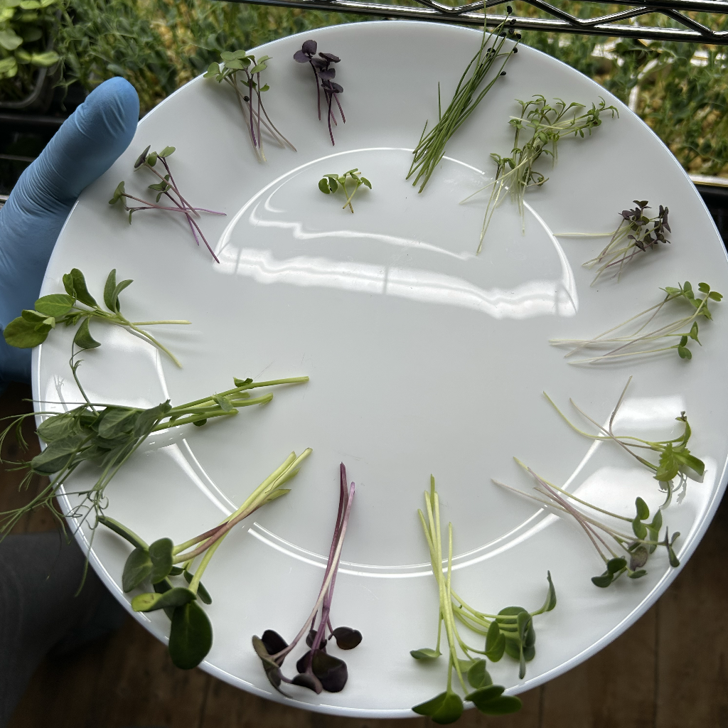 Red Mizuna Microgreens