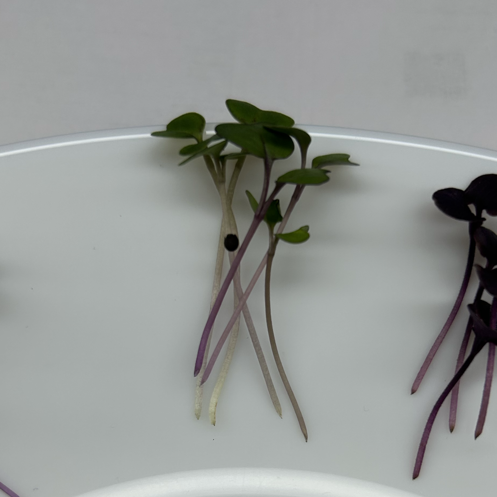 Red Kale Microgreens